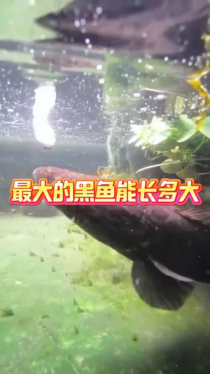 最大的黑鱼能长多大?