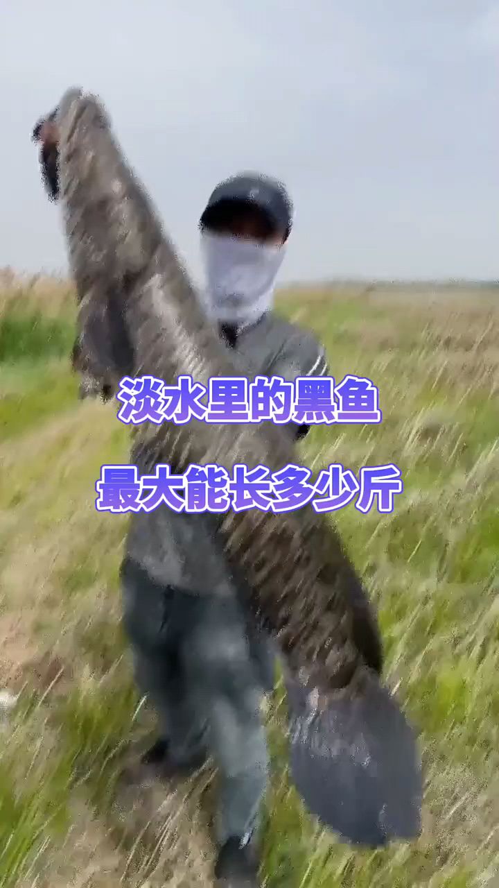 淡水里的黑鱼能长多大?