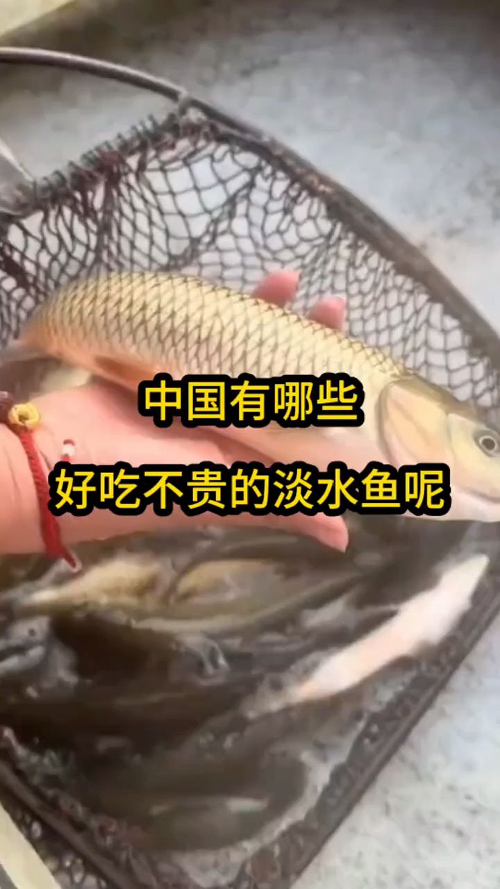 中国有哪些好吃不贵的淡水鱼?