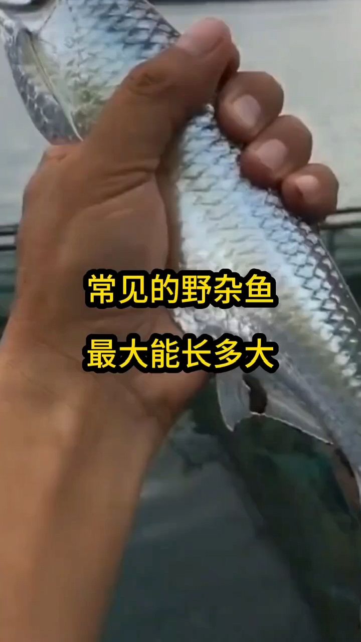 常见的野杂鱼能长多大