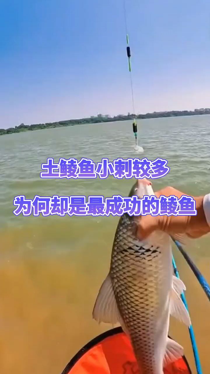 土鲮鱼为什么很受欢迎?