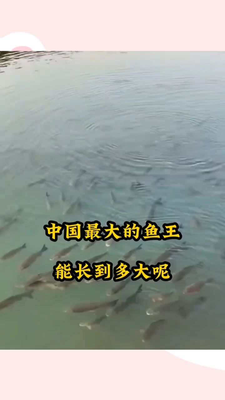 中国最大的鱼王能长到多大