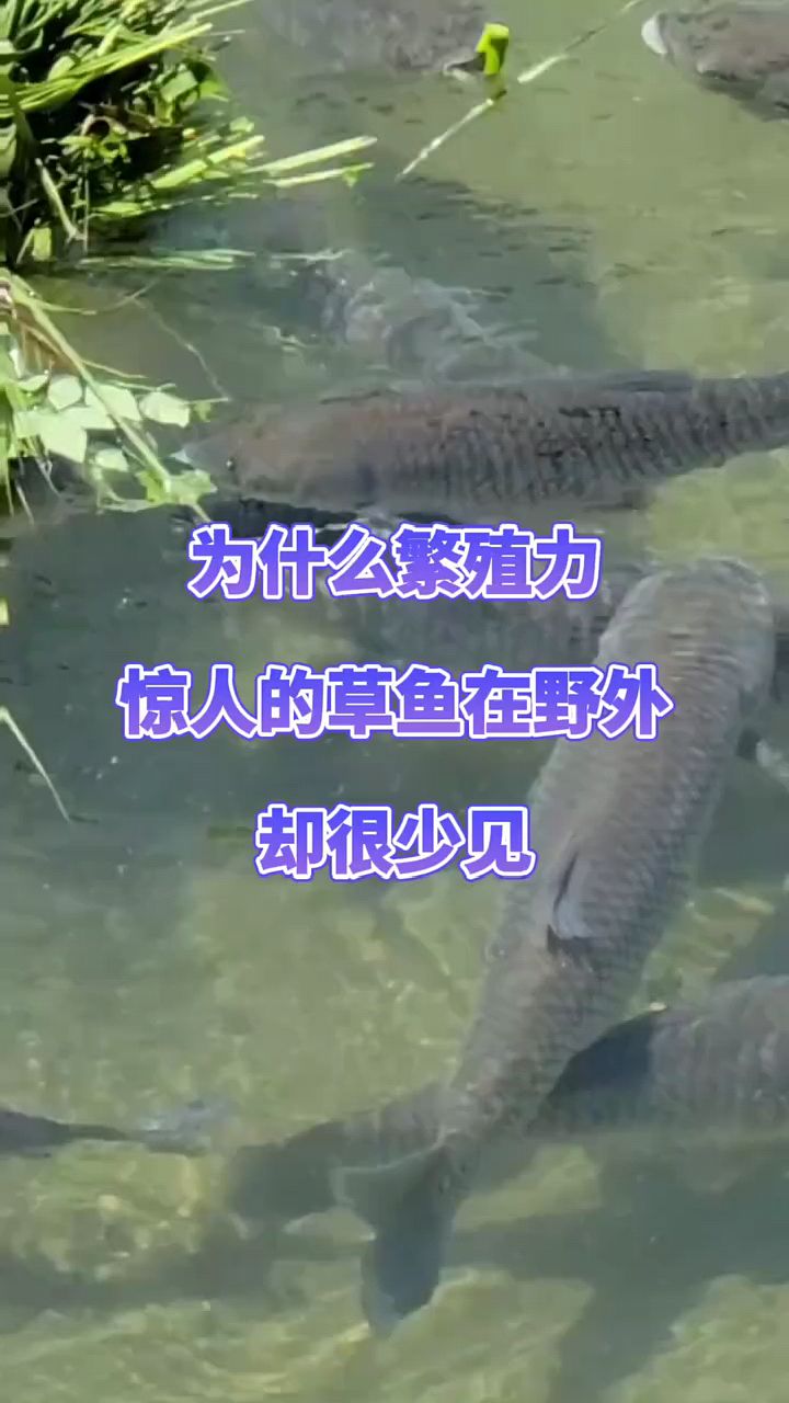 野生草鱼为什么不多啊