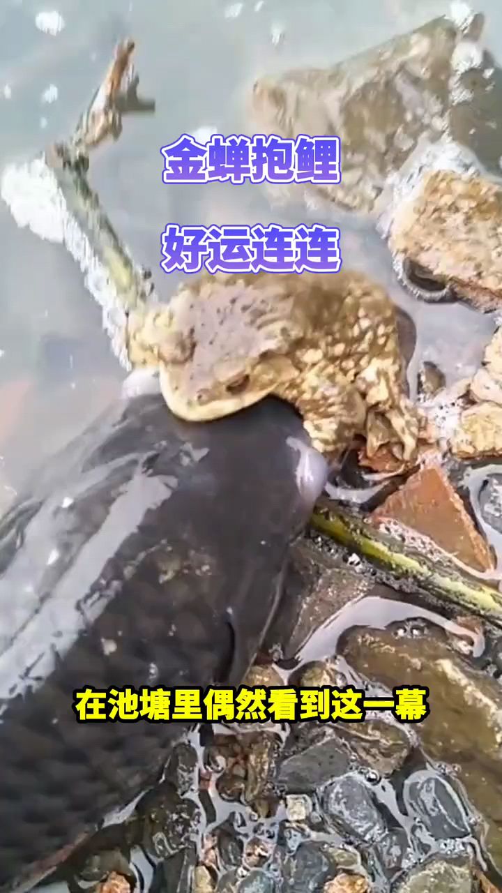 发财了发财了,好运来