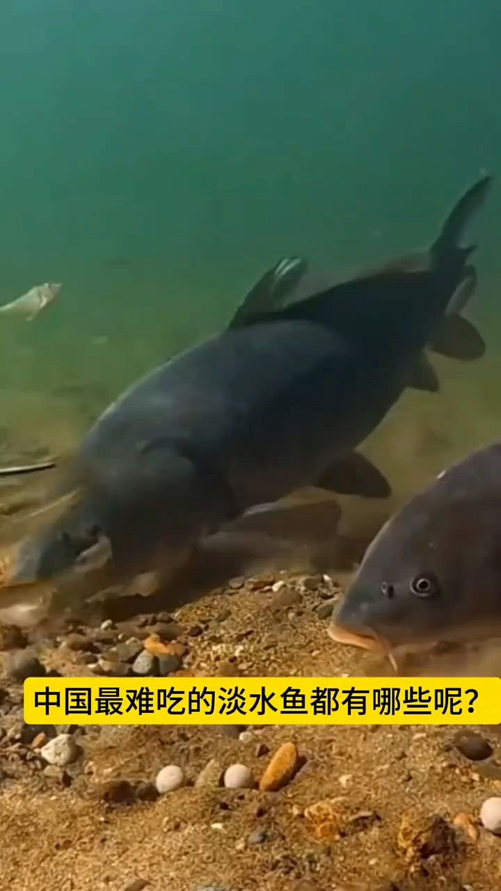 中国最难吃的淡水鱼是什么