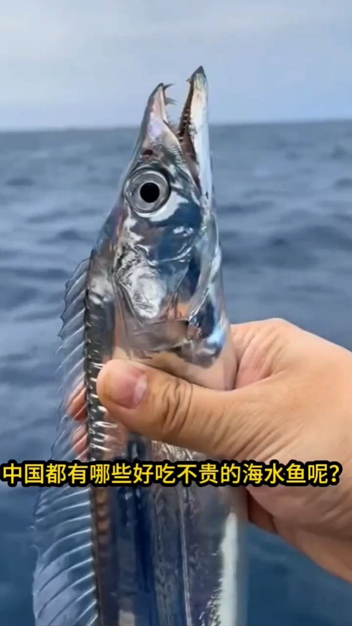 好吃不贵的海水鱼有哪些