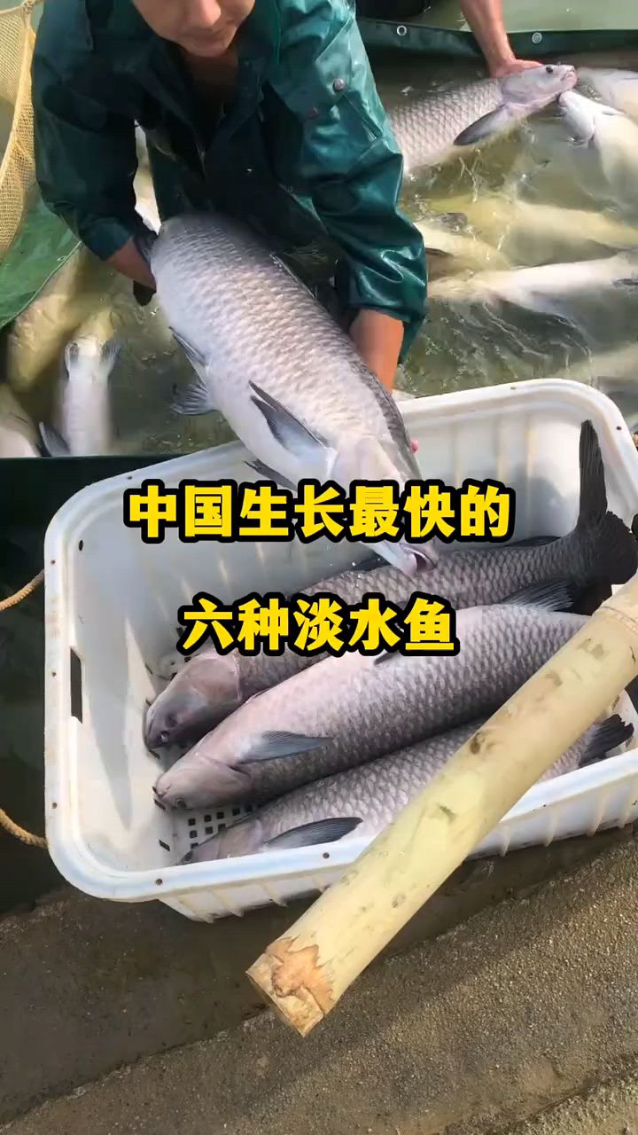 中国生长最快的六种淡水鱼。
