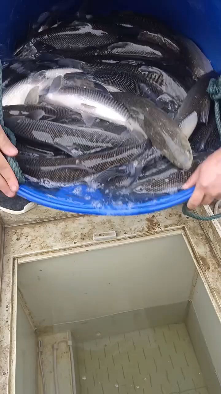 比草鱼还能吃草的鱼