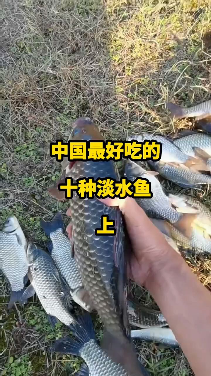中国最好吃的10种淡水鱼。