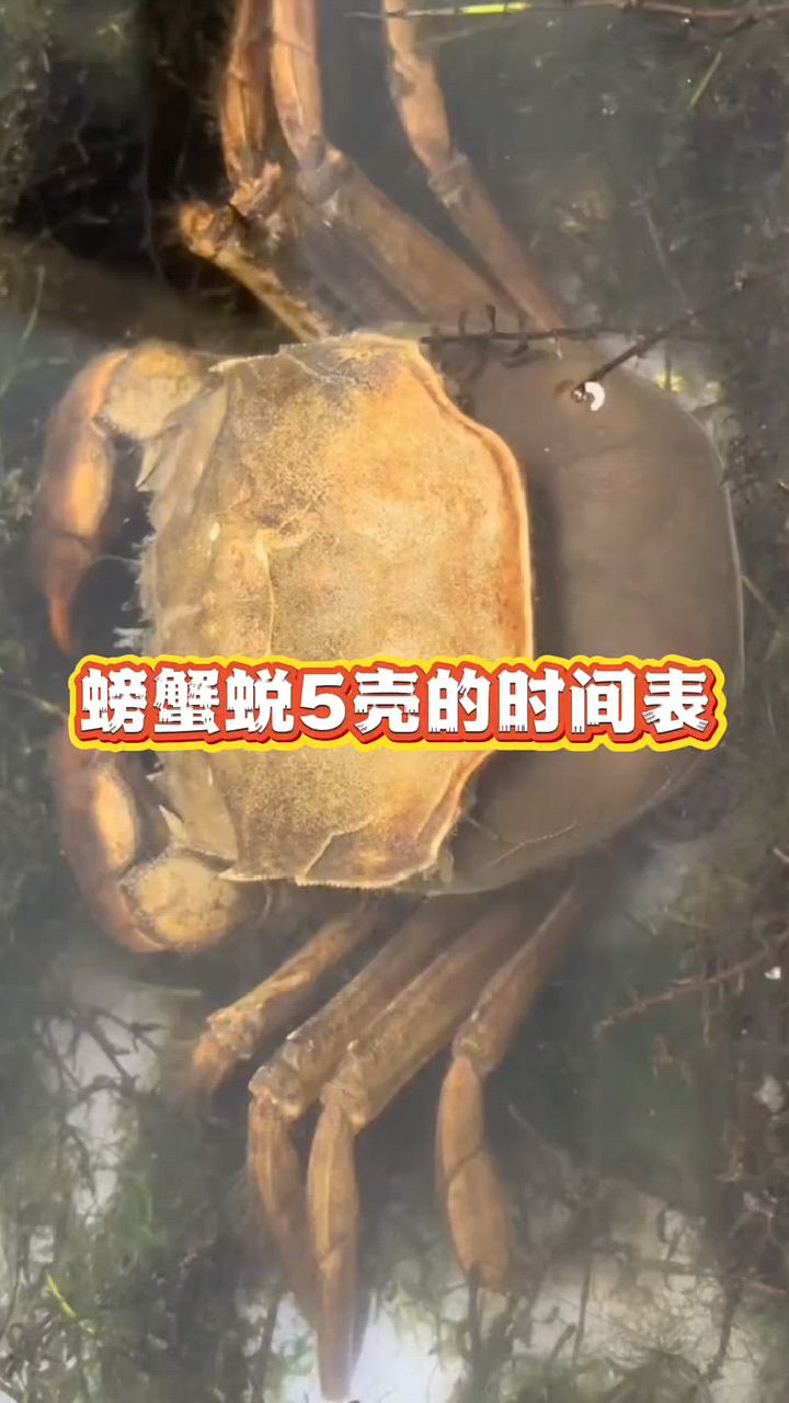 螃蟹退壳时间表。