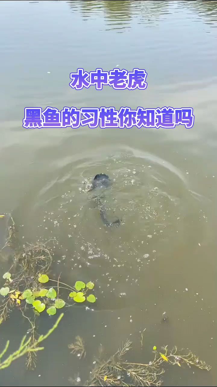 水中老虎黑鱼的习性你知道吗