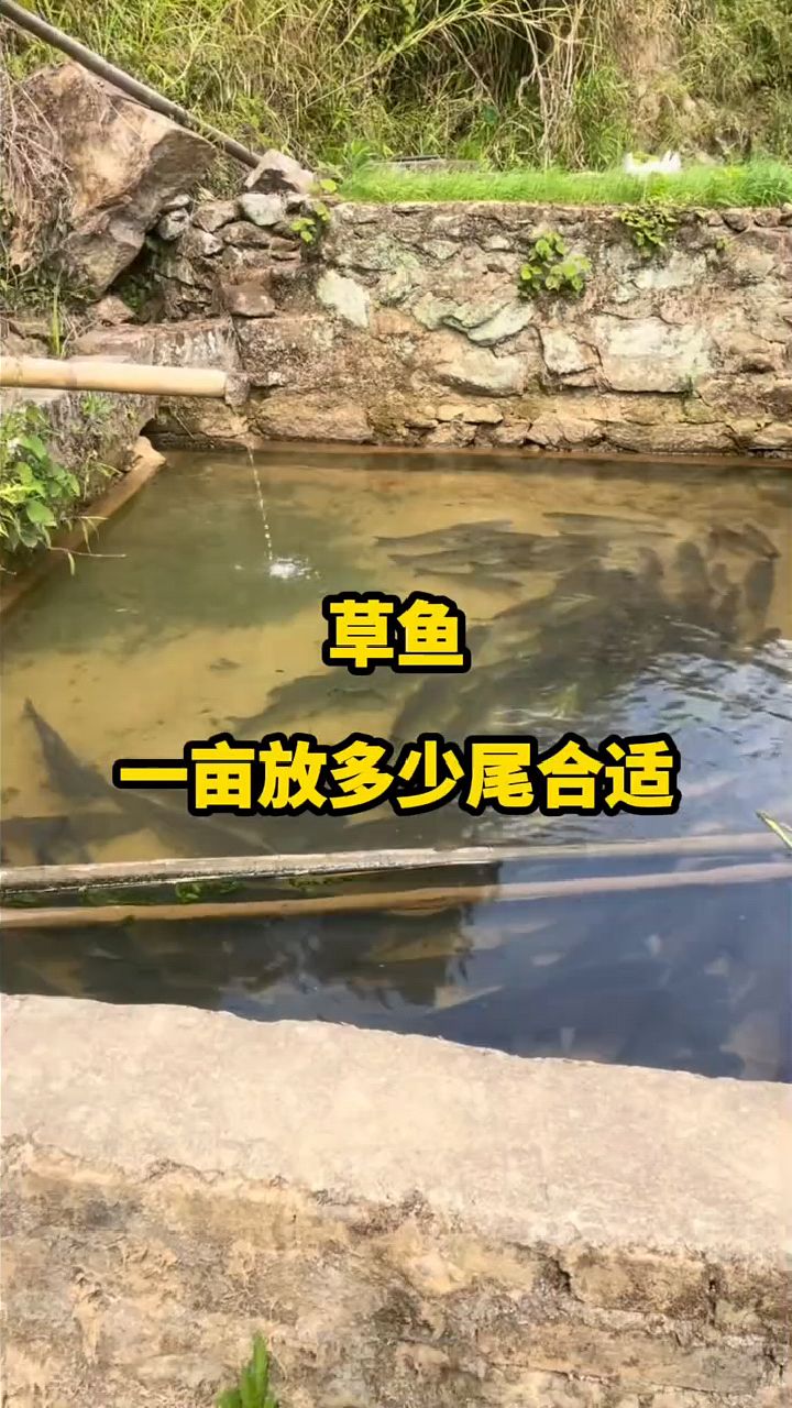 水产养殖草鱼一亩放多少合适