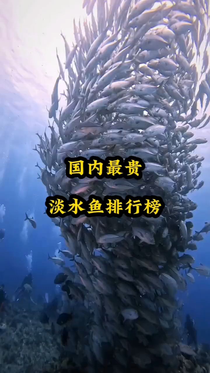 国内最贵淡水鱼你知道吗