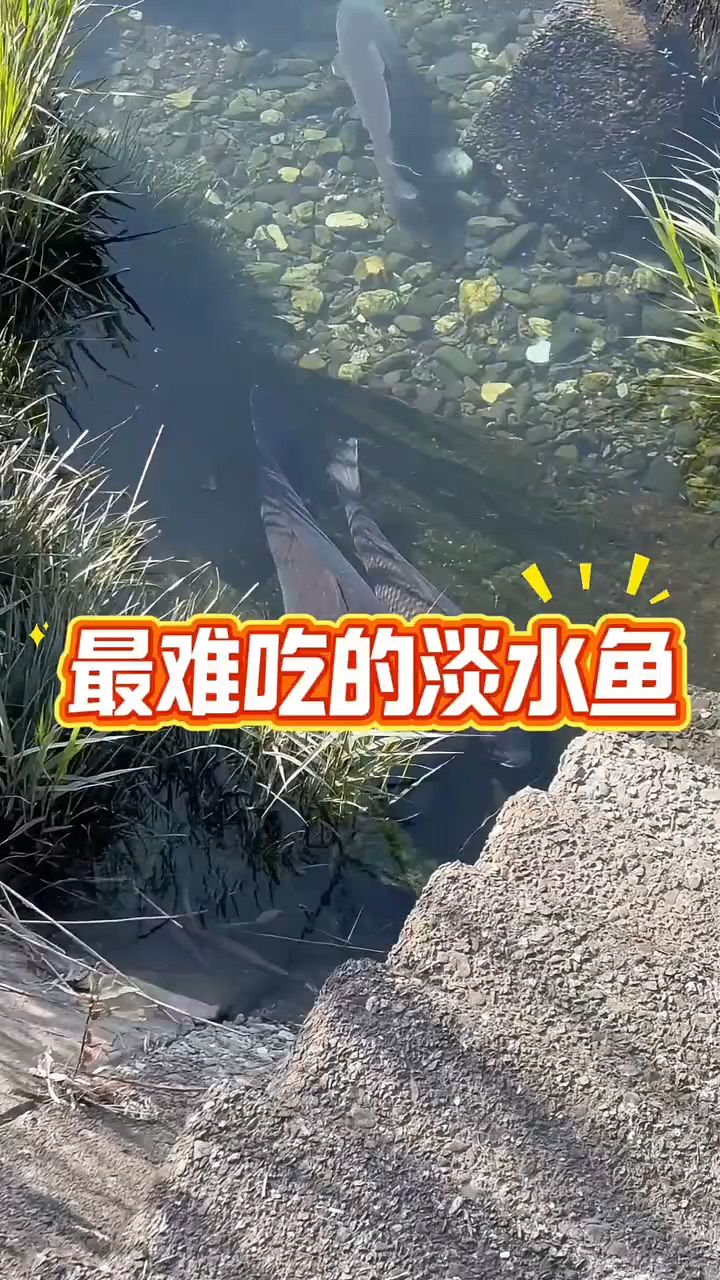 最难吃的淡水鱼你知道有哪些吗？