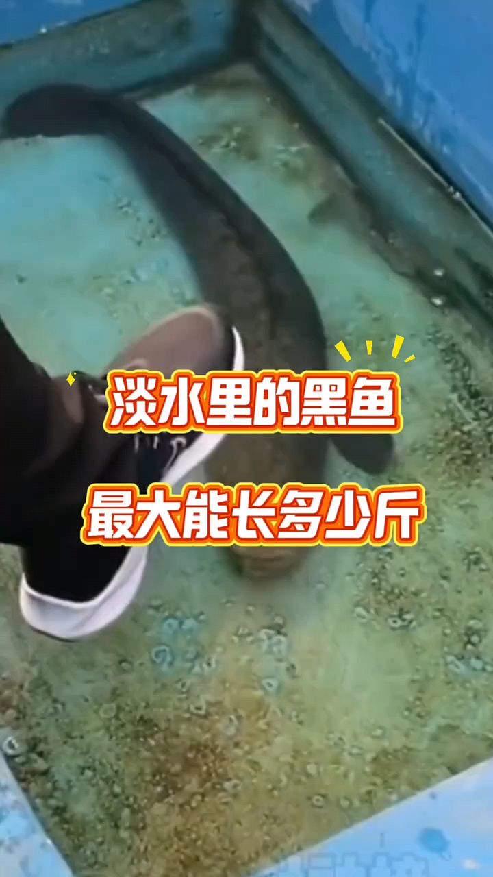 黑鱼能长多大啊,见过多大的
