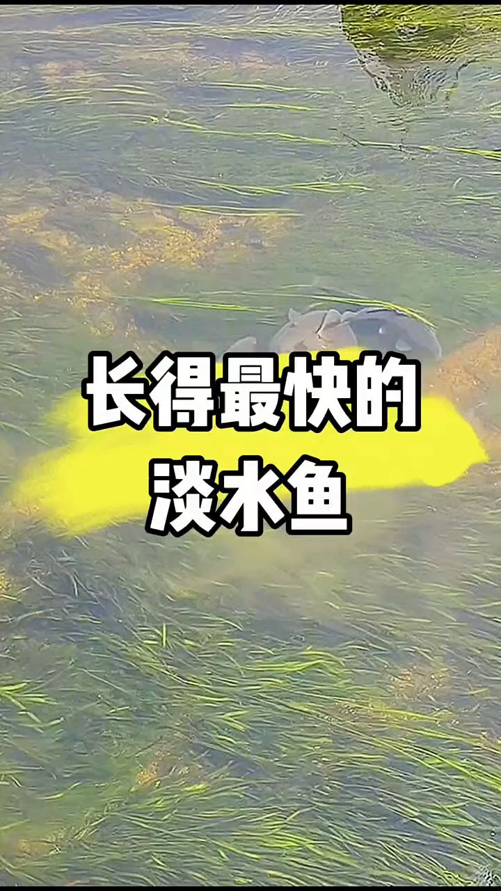 长得最快淡水鱼有哪些