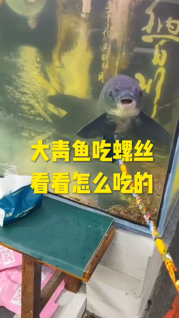 大青鱼吃螺蛳,吐壳全过程