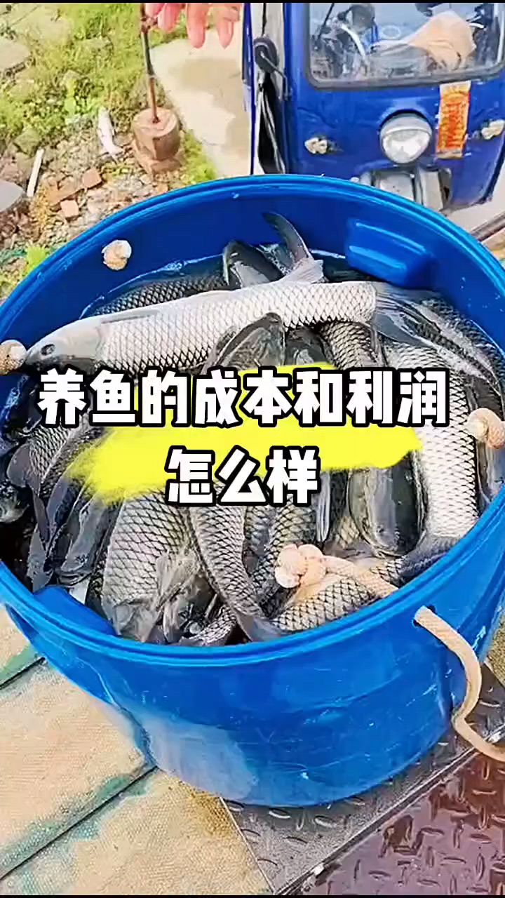 养鱼的成本和利润怎么样?