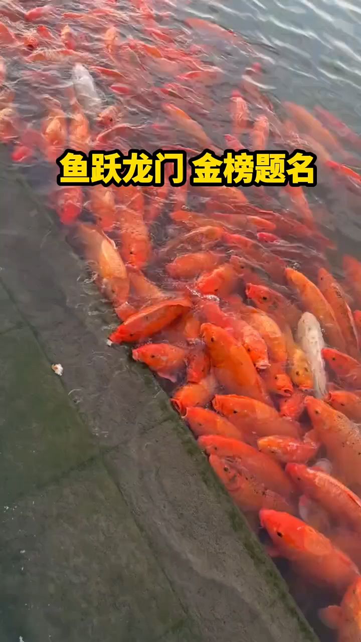 鱼跃龙门金榜题名