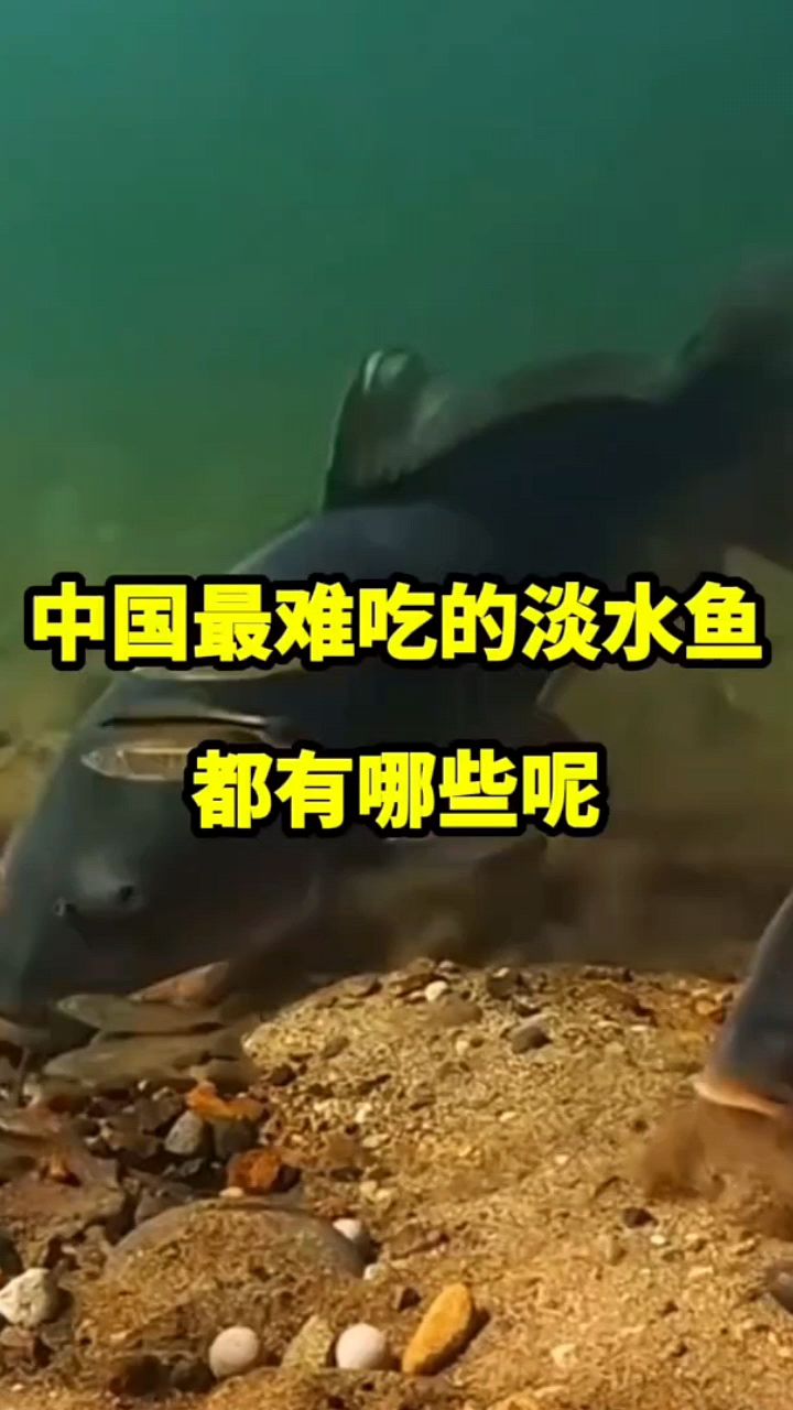中国最难吃的淡水鱼有哪些？