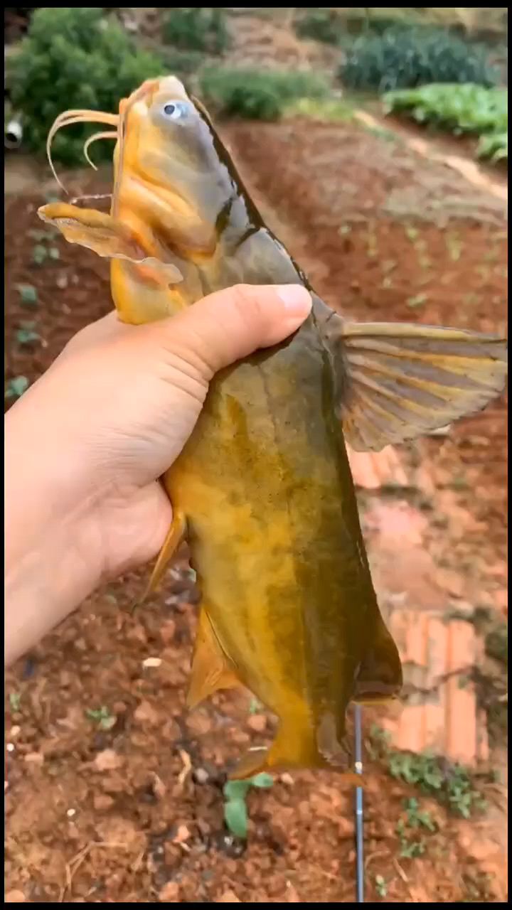 黄辣丁鱼,看看这个