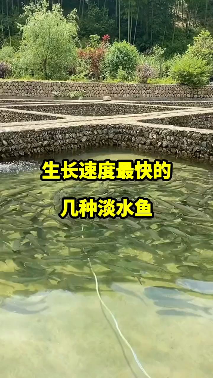 生长速度最快的淡水鱼。