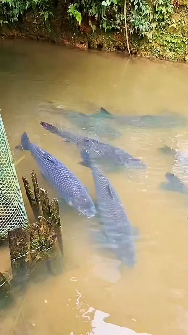 鸡粪养鱼,你知道怎么做吗