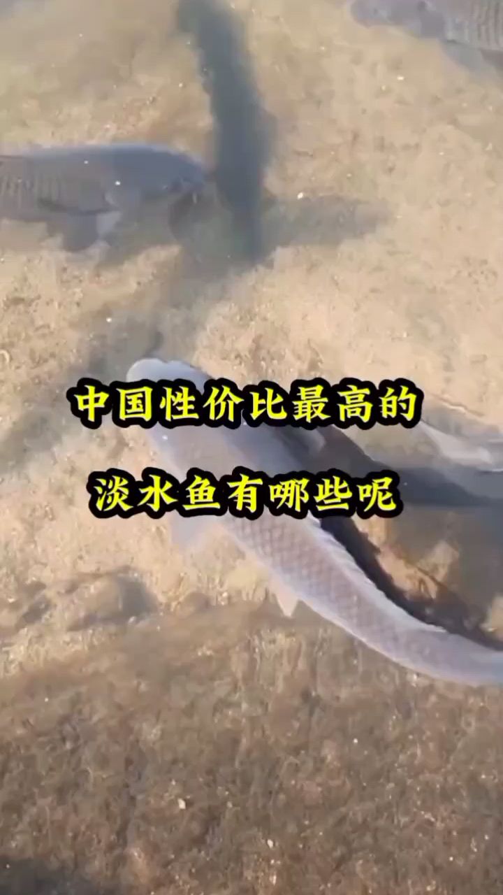 中国性价比最高的淡水鱼。