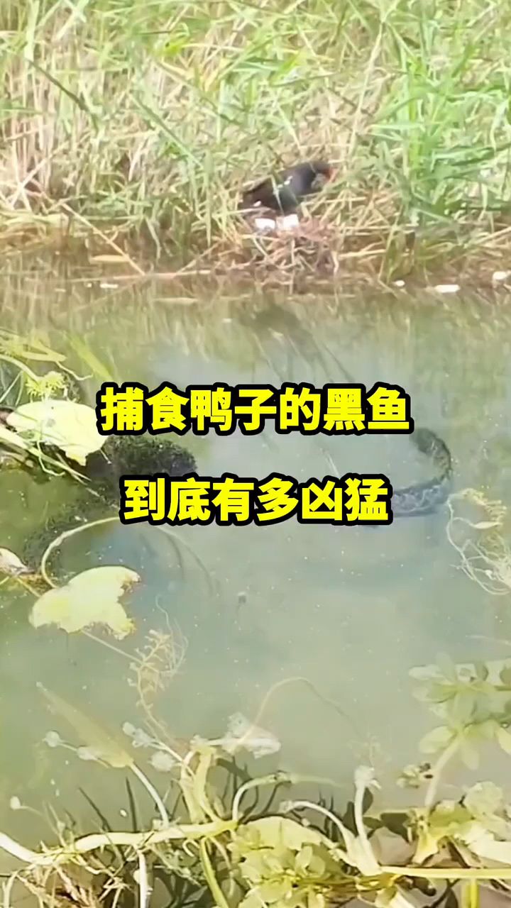 能捕食鸭子的黑鱼到底有多凶猛?
