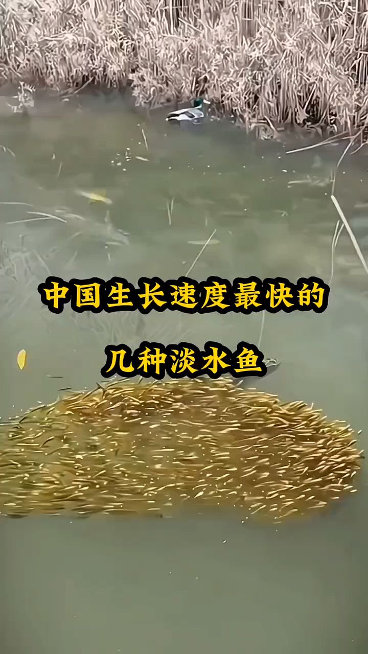 中国生长速度最快的几种淡水鱼？