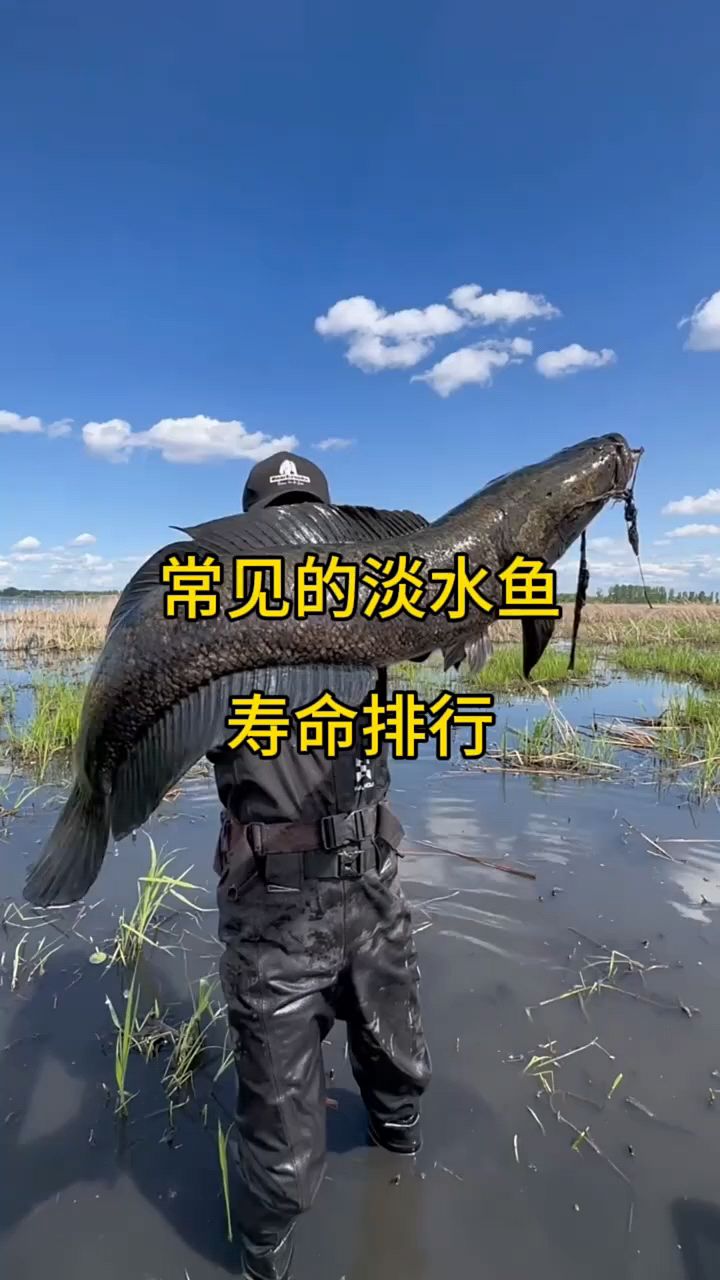 淡水鱼最长能活多少年?