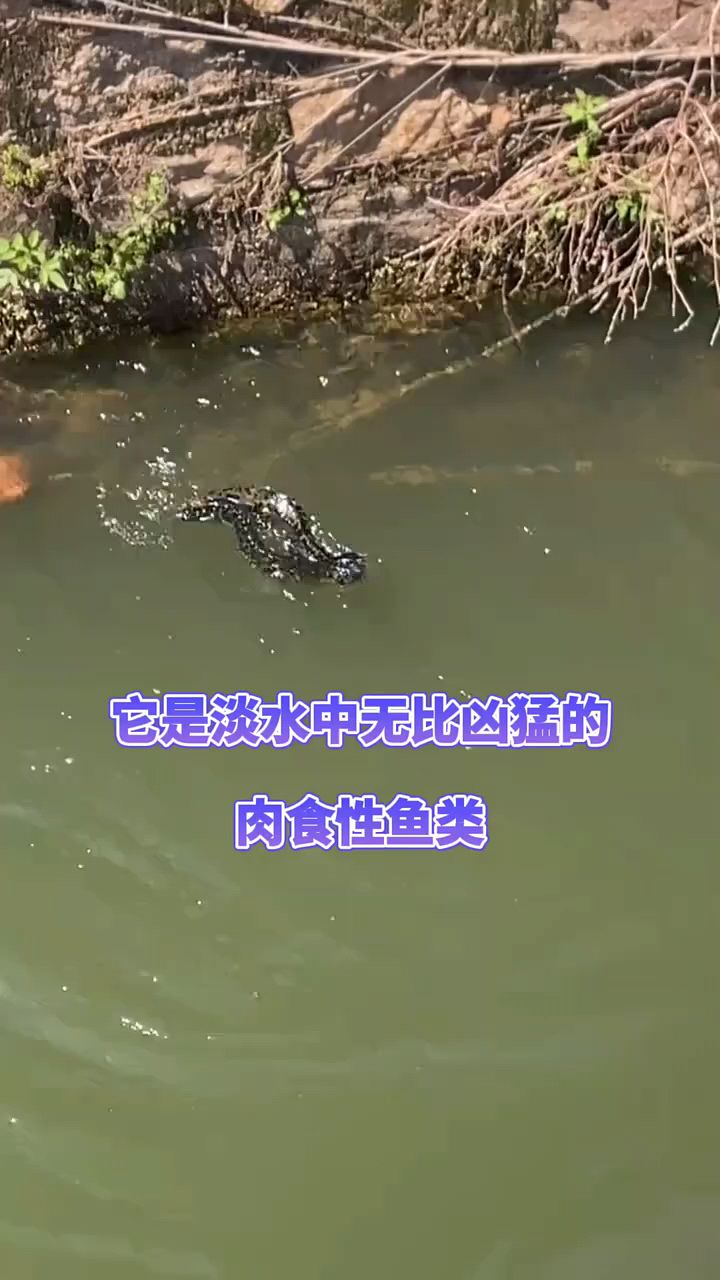 淡水中无比凶猛的肉食鱼类。