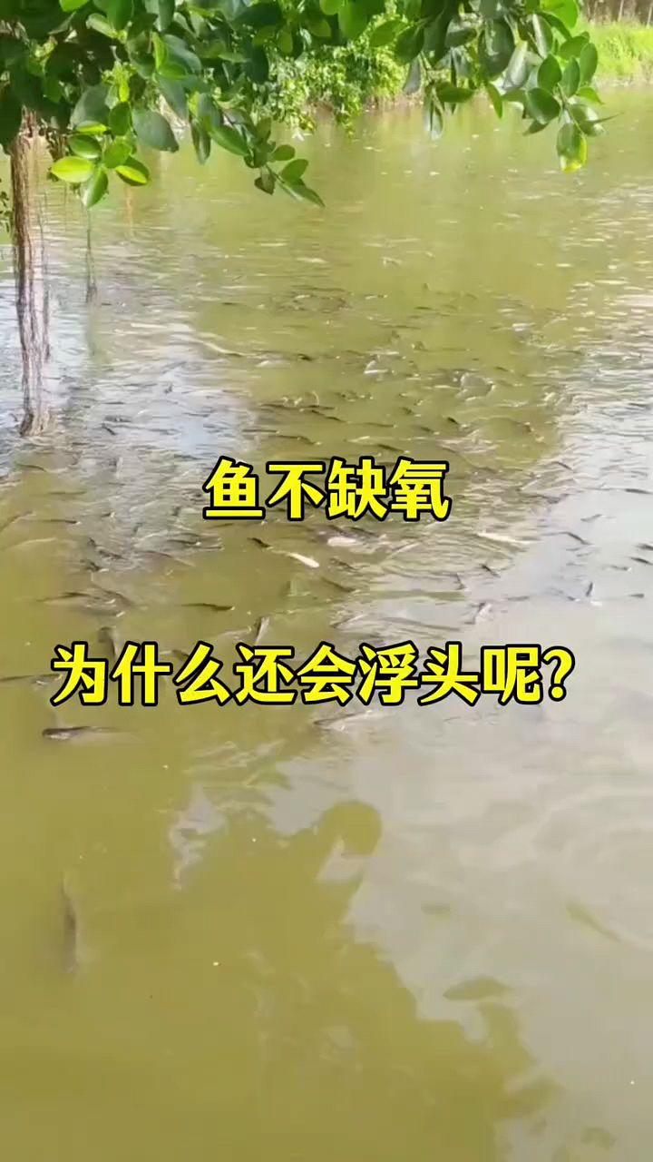 池塘不缺氧,鱼为什么会浮头
