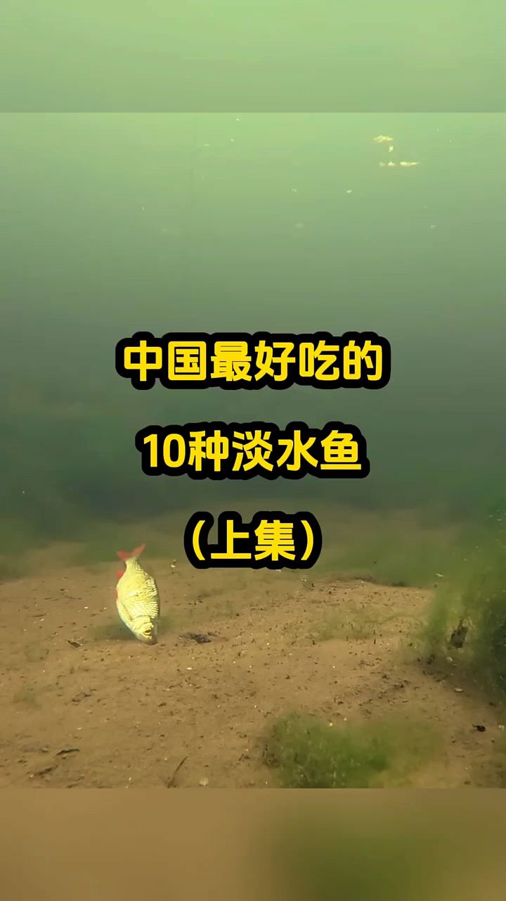 中国最好吃的10种淡水鱼。
