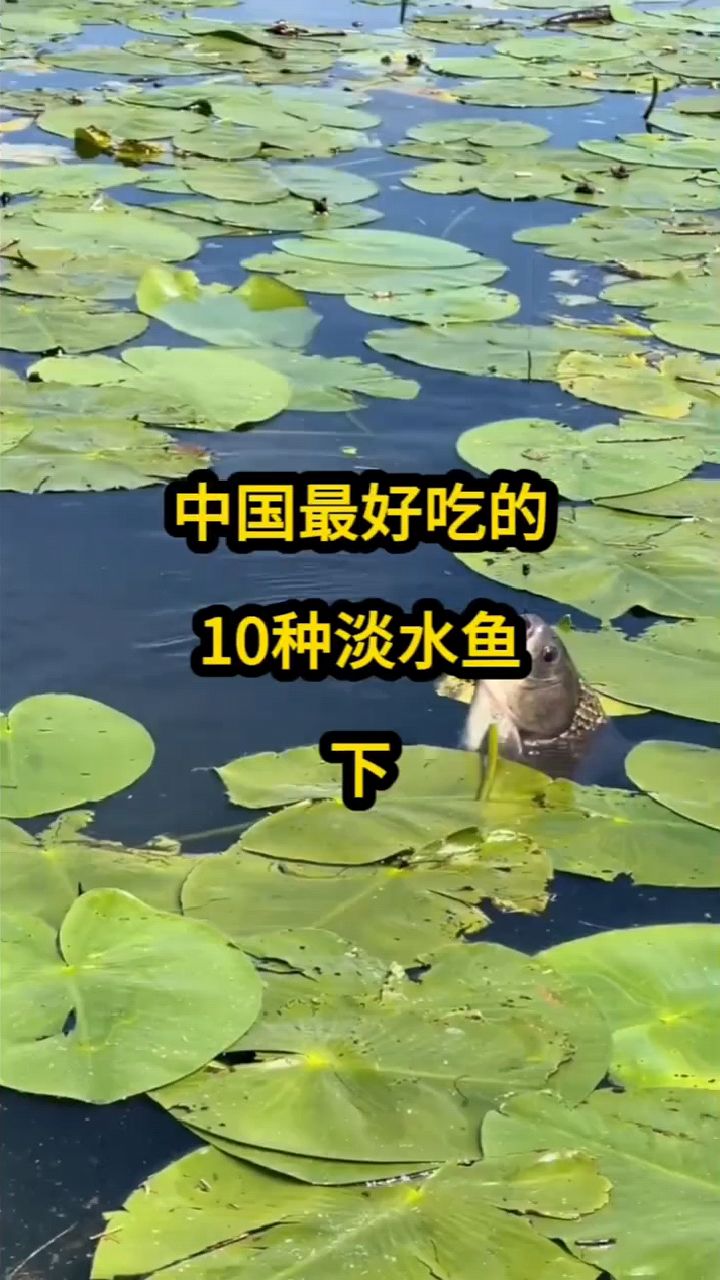 中国最好吃的10种淡水鱼。