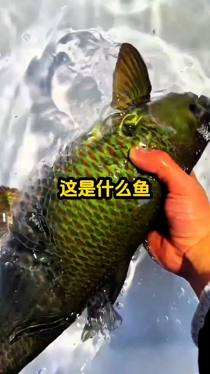 这是什么鱼？你知道吗