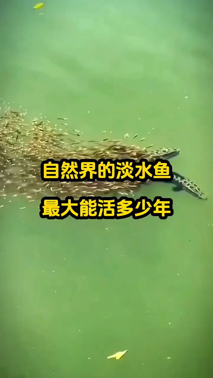 自然界的淡水鱼能活多少年？