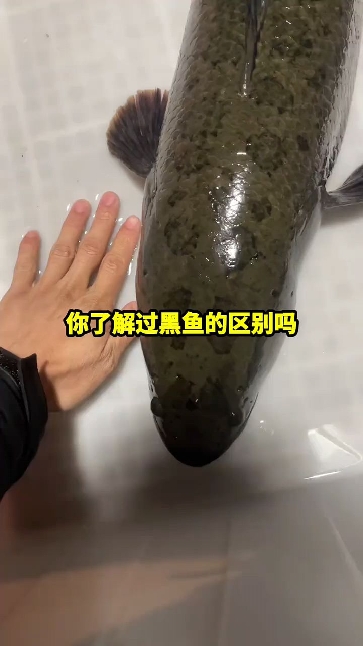 黑鱼你了解过吗？