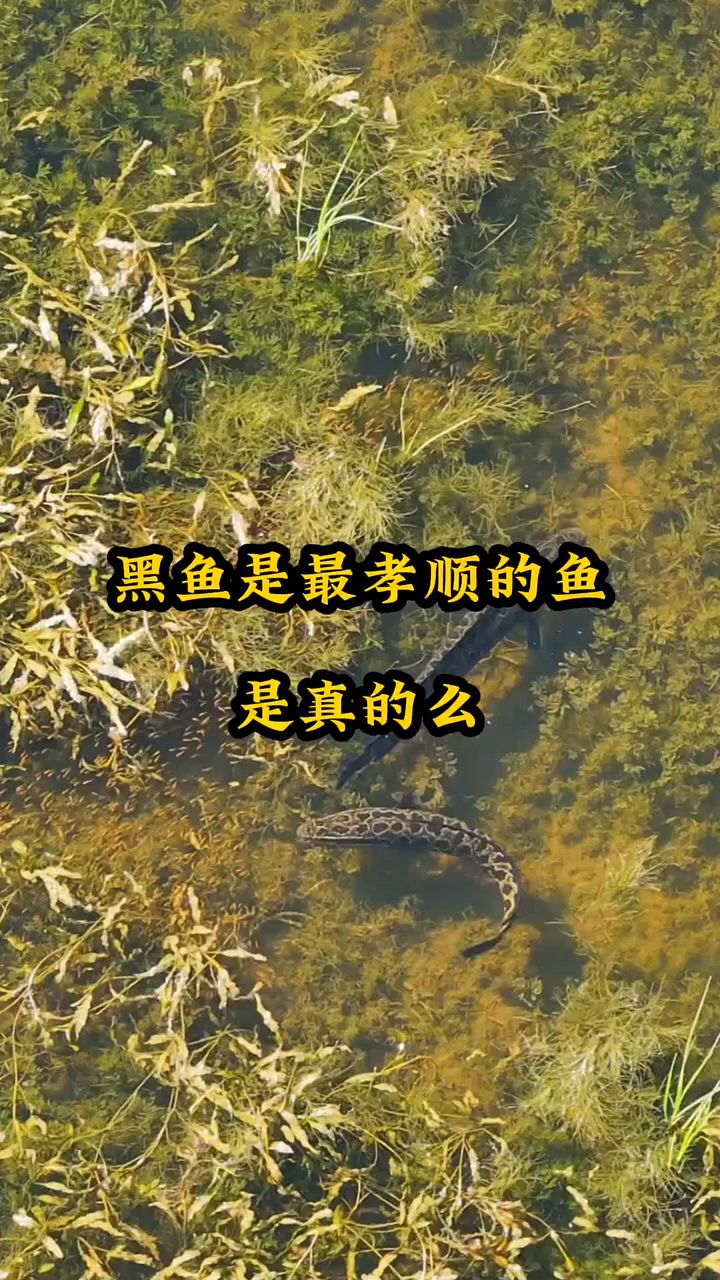 黑鱼是最孝顺的鱼吗
