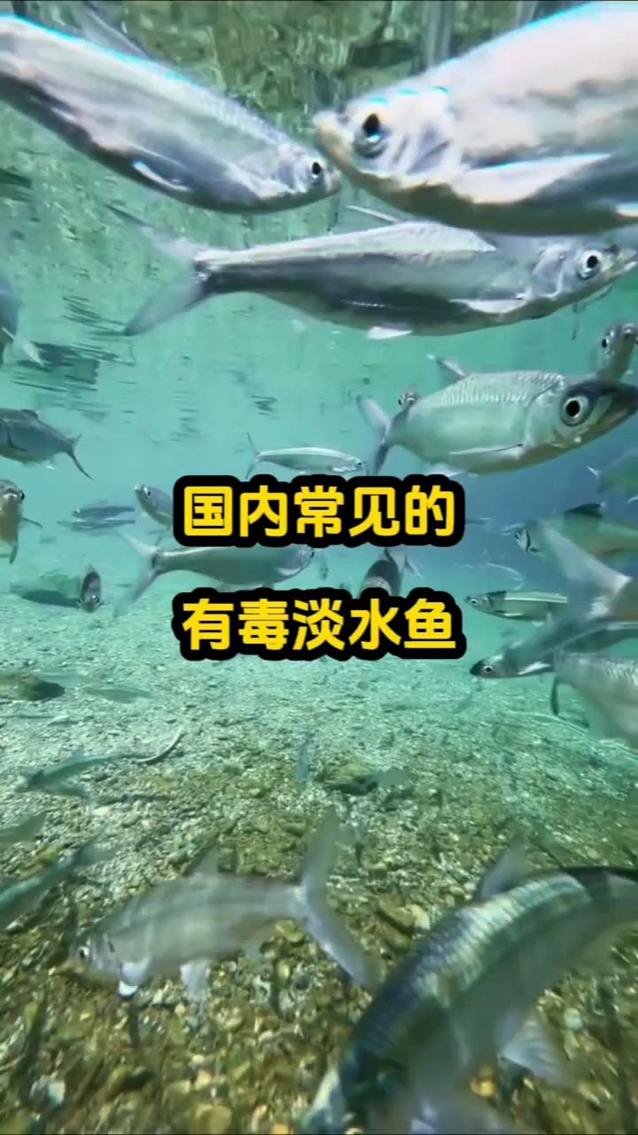 国内常见的有毒淡水鱼。