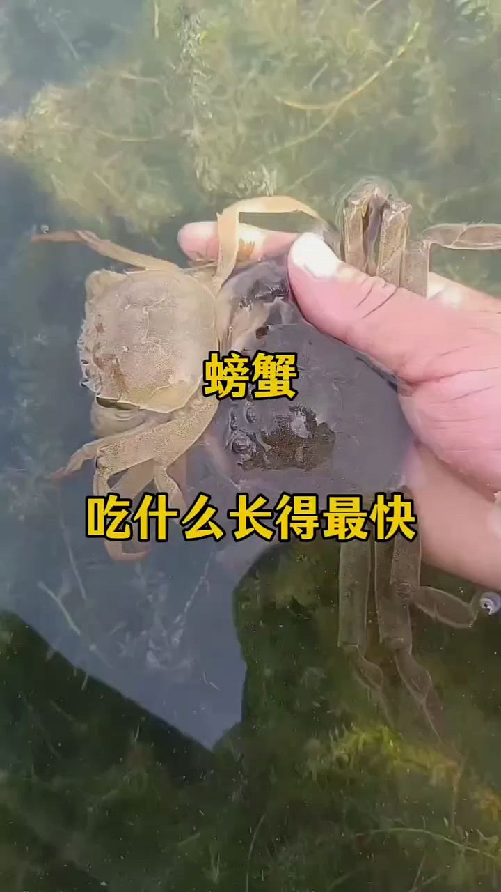 螃蟹吃什么长大快