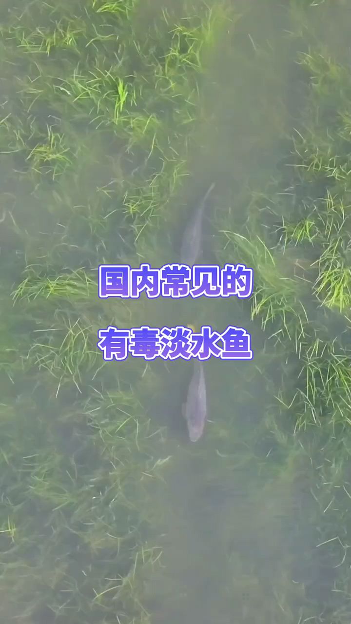 国内常见有毒淡水鱼有哪些