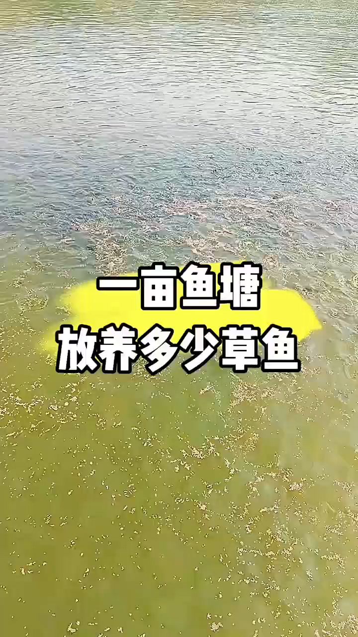 一亩放多少鱼苗合适