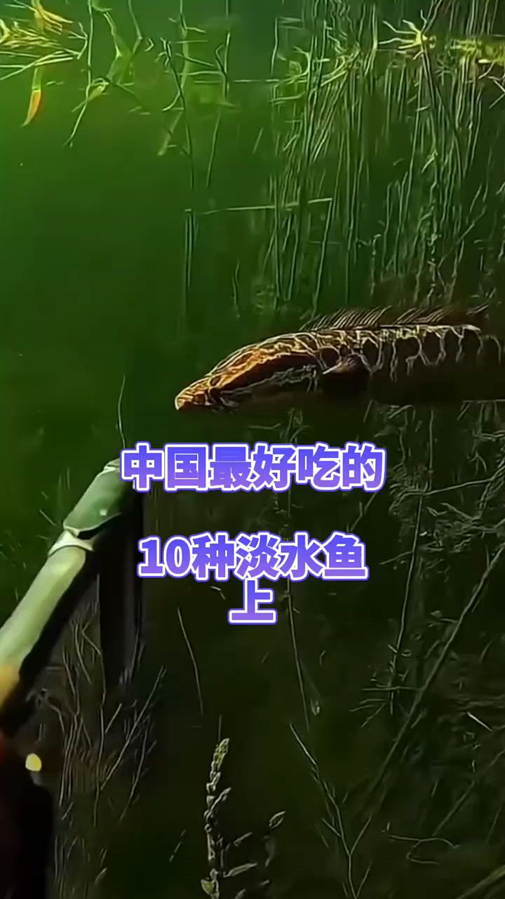 国内最好吃的几种淡水鱼