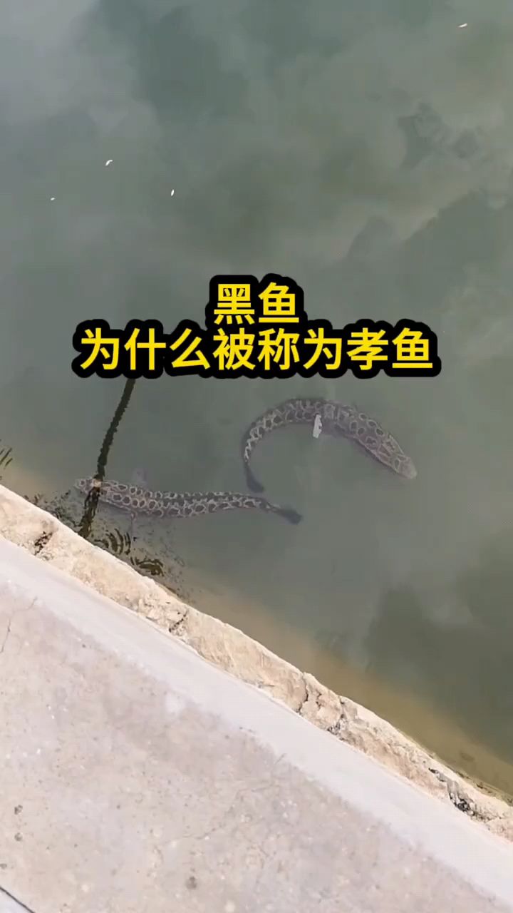 黑鱼真的这样吗?