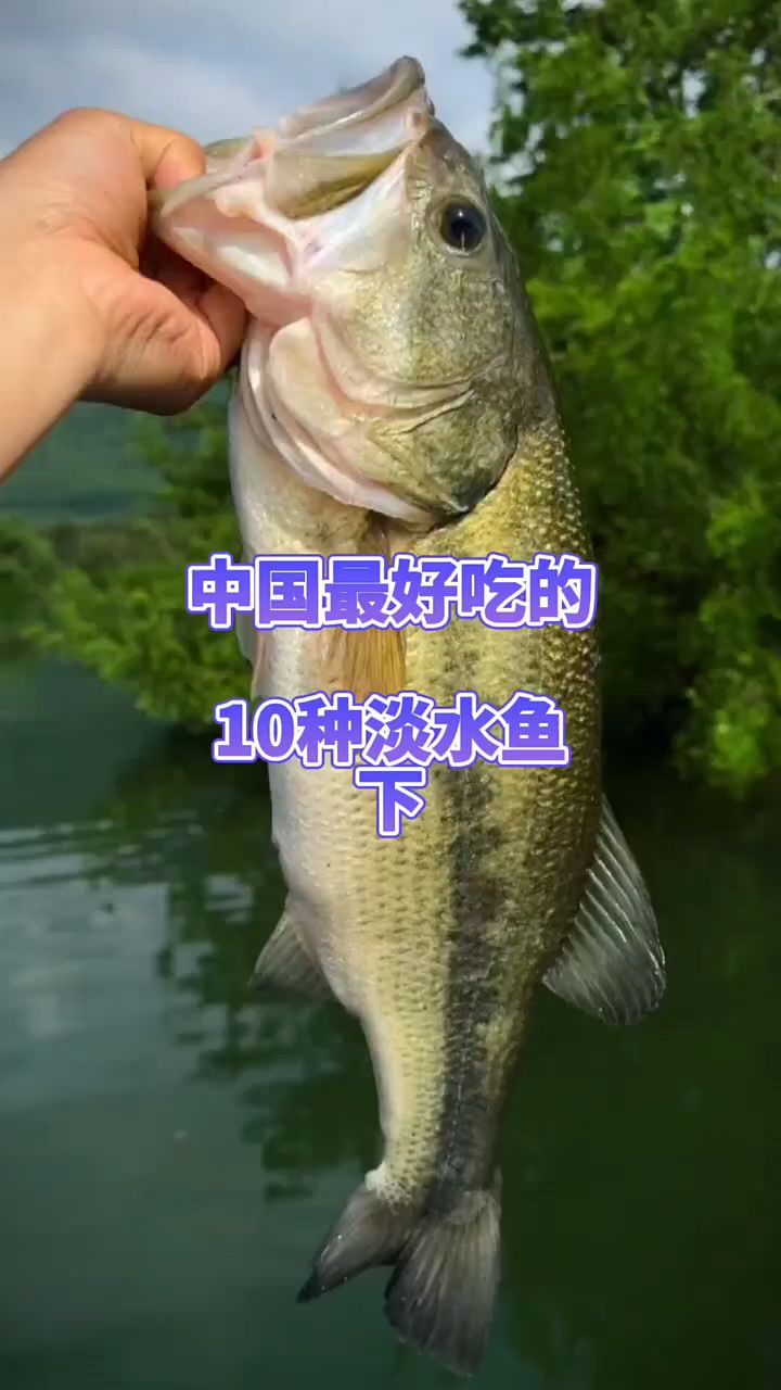 中国最好吃的10种淡水鱼。