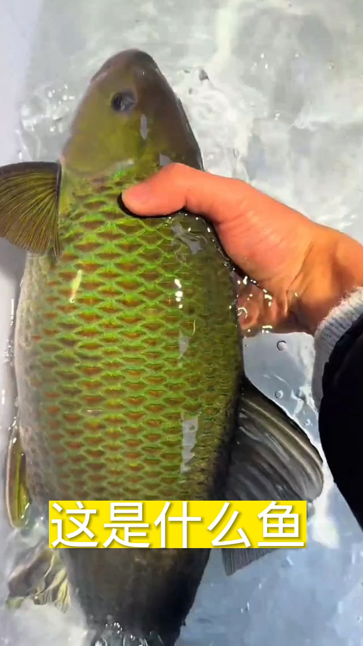 看看这是什么鱼啊