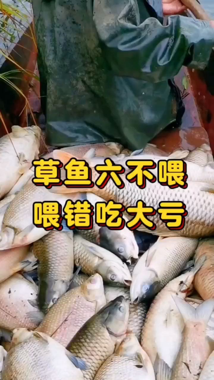 养殖草鱼一定要知道。