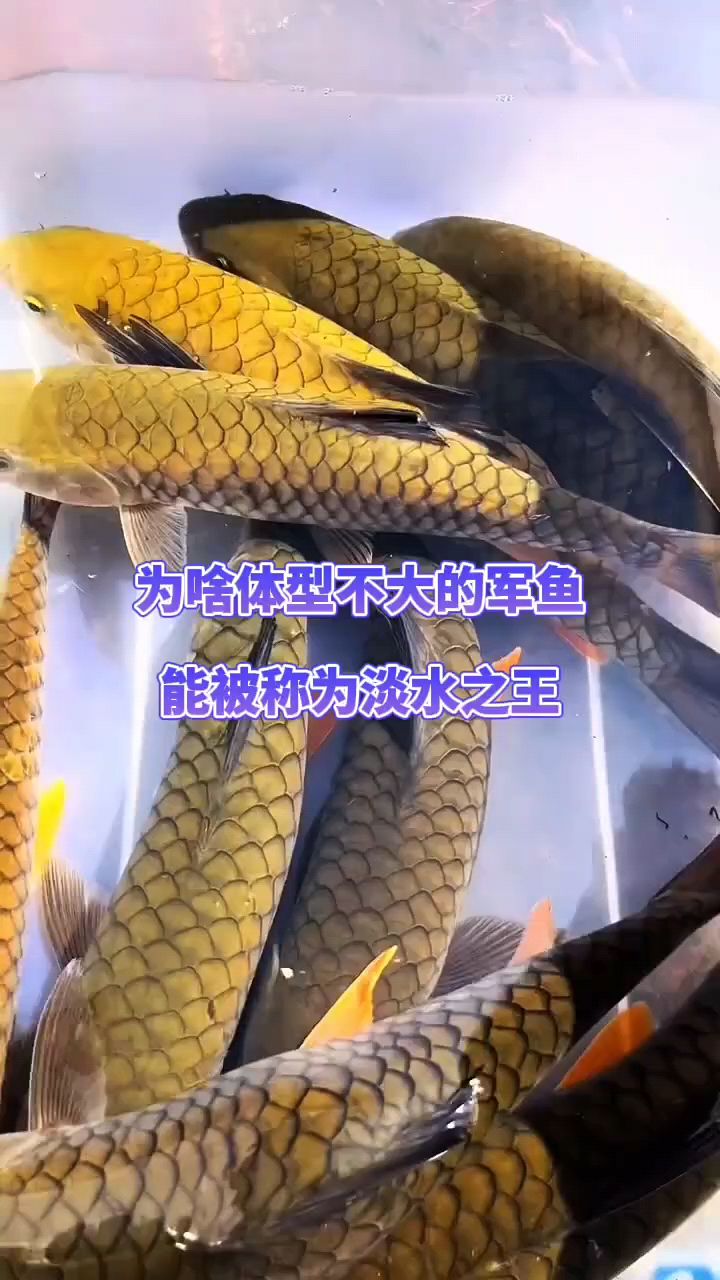 军鱼真的是淡水之王吗？