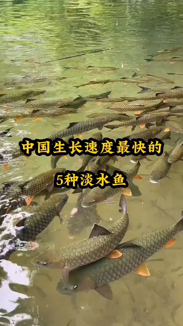 中国生长速度最快的几种鱼?